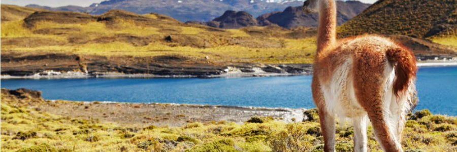 Chile Creates Five New Massive National Parks Protecting Over 10 Million Acres Of Land